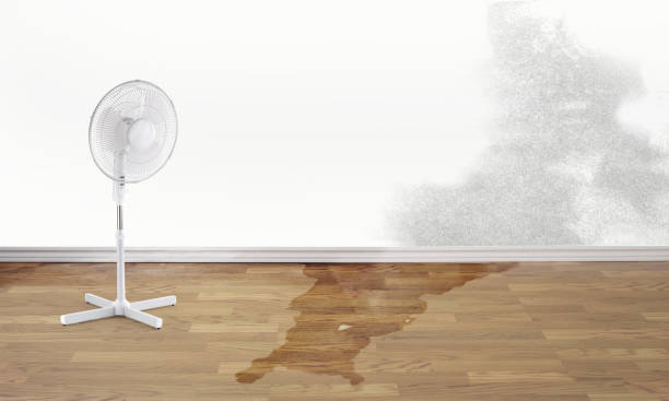 Best Carpet water damage restoration  in Velva, ND