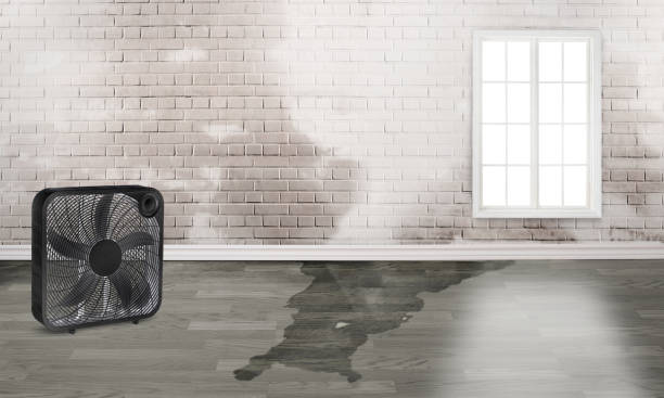 Best Water damage cleanup near me  in Velva, ND